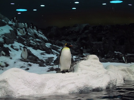 Penguin Loro Parque1
